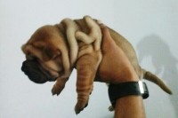 lindos filhotes de shar pei