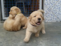 Filhotes de Golden Retriever