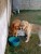 Golden Retriever - Imagem2