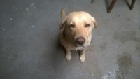 Doa-se Labrador em Guarulhos