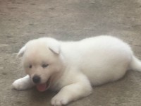 Venda de filhotes Akita Inu