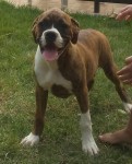 Maravilhosa filhote de boxer com pedigree