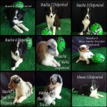 Lindos Filhotes de Border Collie, disponíveis para entrega