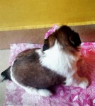 Shih Tzu Filhote Fêmea Vermelha com Branco
