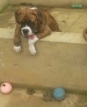 Maravilhosa filhote de boxer com pedigree