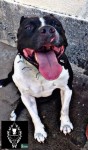 Pit bull filhotes