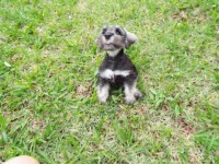 Miniatura Schnauzer