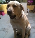 Doa-se Labrador em Guarulhos