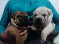 lindos filhotes de shar pei