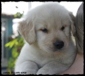 Filhote de Golden Retriever