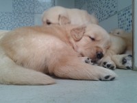 Filhotes de Golden Retriever