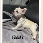Bulldog Frances