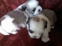 Belíssimos Shih-Tzu Filhotes