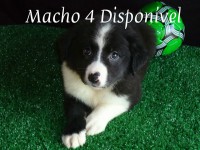 Lindos Filhotes de Border Collie, disponíveis para entrega