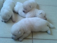 Venda de filhotes Akita Inu