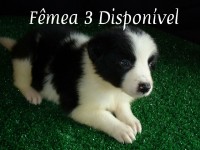 Lindos Filhotes de Border Collie, disponíveis para entrega