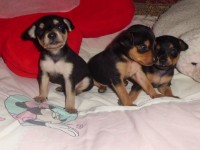vende-se Filhotes pinscher