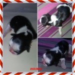 Filhotes de shih tzu disponivel para reserva