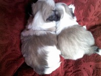 Belíssimos Shih-Tzu Filhotes