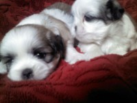 Belíssimos Shih-Tzu Filhotes