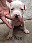Pit bull filhotes