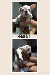 Bulldog Frances