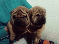 lindos filhotes de shar pei