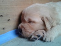 Filhotes de Golden Retriever