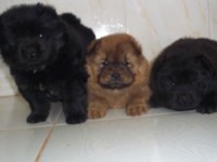 Venda de filhotes Chow chow
