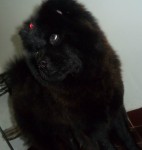Venda de filhotes Chow chow