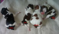 Filhotes de shih tzu disponivel para reserva