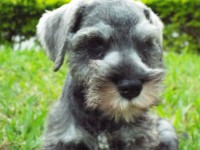 Miniatura Schnauzer