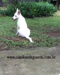 Promoção Pastor Branco Suiço