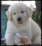 Filhote de Golden Retriever
