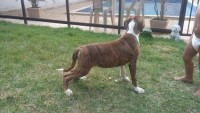 Maravilhosa filhote de boxer com pedigree