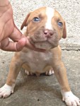 Pit bull filhotes