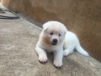 Venda de filhotes Akita Inu