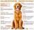 Golden Retriever - Imagem5