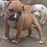 Pit bull filhotes