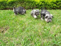 Miniatura Schnauzer