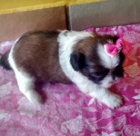 Shih Tzu Filhote Fêmea Vermelha com Branco