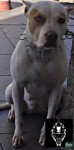 Pit bull filhotes