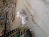 Lindos pudous