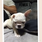 Bulldog Frances