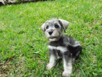 Miniatura Schnauzer