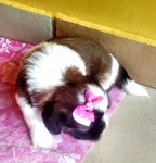 Shih Tzu Filhote Fêmea Vermelha com Branco