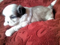 Belíssimos Shih-Tzu Filhotes