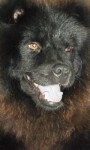 Venda de filhotes Chow chow