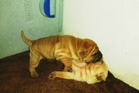 lindos filhotes de shar pei