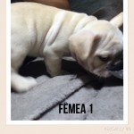 Bulldog Frances